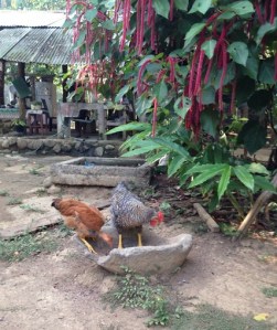 gallinas y metate 2 copia