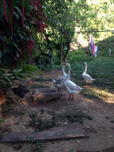 Ni a las gallinas ni a los gansos les importa el patrimonio&nbsp;arqueológico
