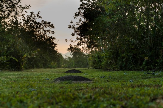 Finca 6 alineamiento 15